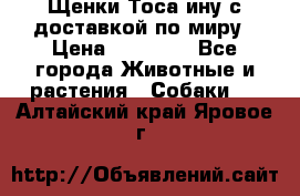 Щенки Тоса-ину с доставкой по миру › Цена ­ 68 000 - Все города Животные и растения » Собаки   . Алтайский край,Яровое г.